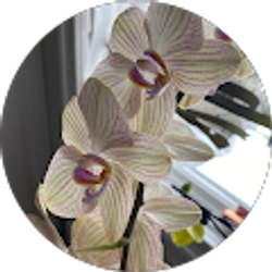 Profile photo of Rossy BMO