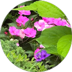 Profile photo of ebbie poo