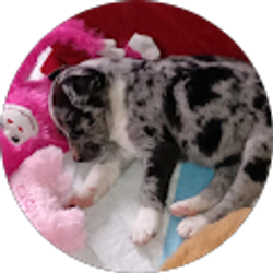 Profile photo of tari bridges