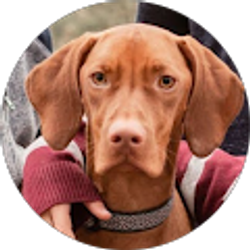 Profile photo of a hund