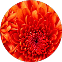 Profile photo of Marian Alvarez