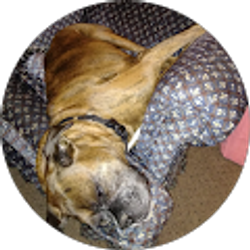 Profile photo of Bossman