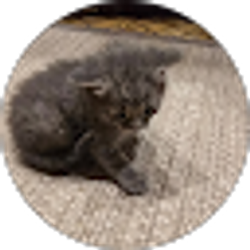 Profile photo of delica Barkley