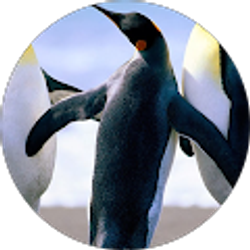 Profile photo of tmako122