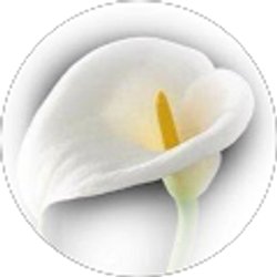 Profile photo of Lily R