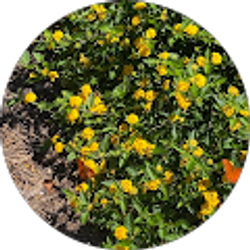 Profile photo of Dagmar Grimes