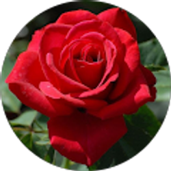 Profile photo of Anna Rodriguez