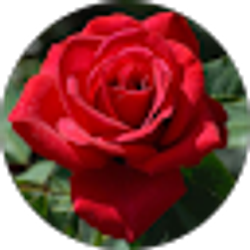 Profile photo of Anna Rodriguez