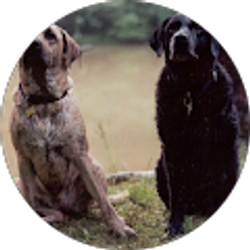 Profile photo of Sara Chauhan