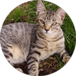 Profile photo of Oliv Morr