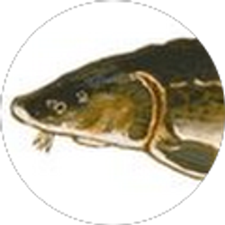 Profile photo of Jill Trescott