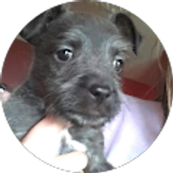 Profile photo of CrazyJ Wild