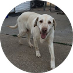 Profile photo of T Dingler