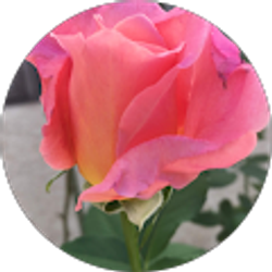 Profile photo of Judith Koffler