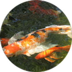 Profile photo of Karen Zomick