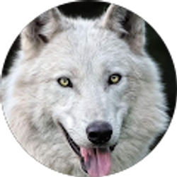 Profile photo of Arty Dice