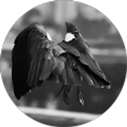 Profile photo of S P