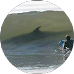 Profile photo of David Langer