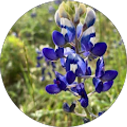 Profile photo of Denise Ingham