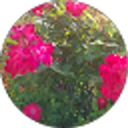 Profile photo of Nicole R
