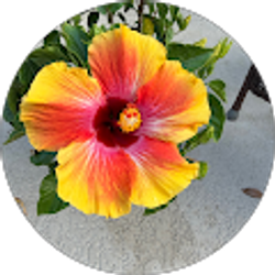 Profile photo of Kellie Merritt