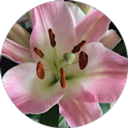 Profile photo of Ashley Koziarski