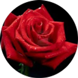 Profile photo of Joselin Burgos