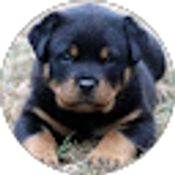 Profile photo of Royce Thomas