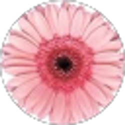 Profile photo of Megan Sexstella