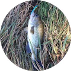 Profile photo of Kyle Smith