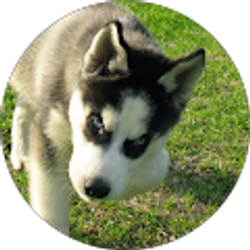 Profile photo of Shane Shibuya