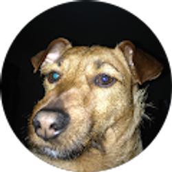 Profile photo of Jim Carroll