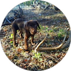 Profile photo of Diamond B antler chews