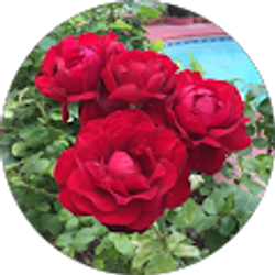 Profile photo of ILEANA