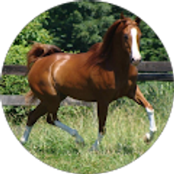 Profile photo of libertyrunstables01