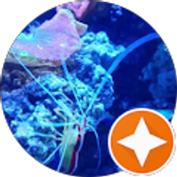 Profile photo of Sergie Last