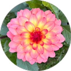 Profile photo of Lori Ryskamp