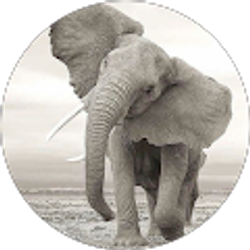 Profile photo of Annette V