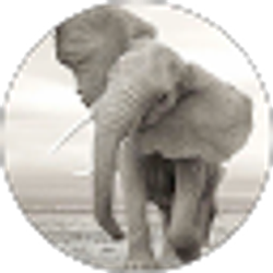 Profile photo of Annette V