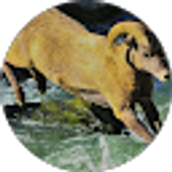Profile photo of olegoat prce