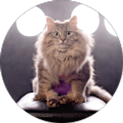 Profile photo of Stephanie Wallis