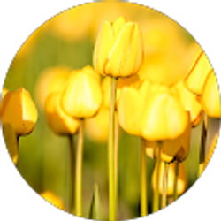 Profile photo of M R