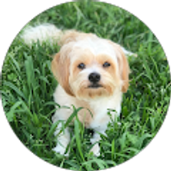 Profile photo of Alondra Rodriguez