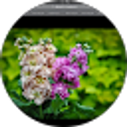Profile photo of Monika Brod