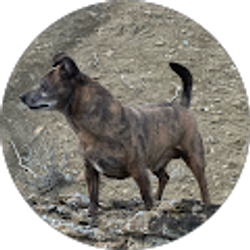 Profile photo of AuggyStar