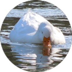 Profile photo of LL Montgomery