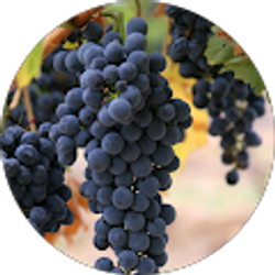 Profile photo of ian hauser