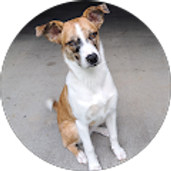 Profile photo of Whisper Free