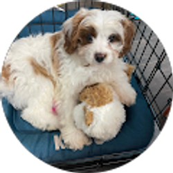 Profile photo of Bonnie Tran