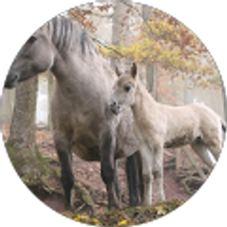 Profile photo of Katrina Wolfrum-Brimmer